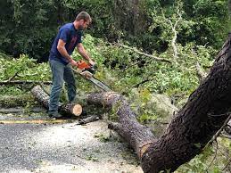 Tree and Shrub Care in Clinton, PA