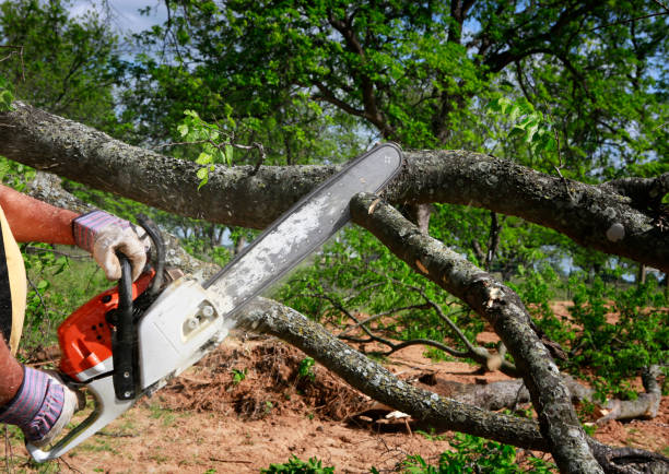 How Our Tree Care Process Works  in  Clinton, PA